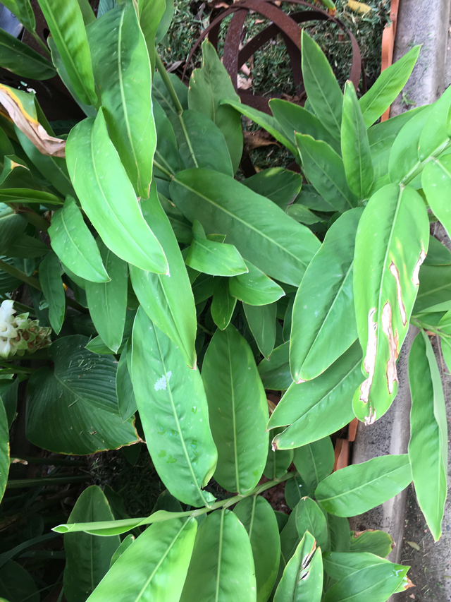 Blog 010 Galangal leaves