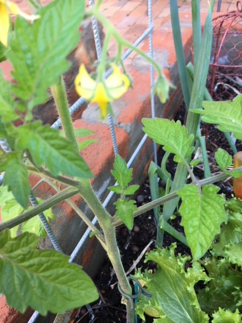 Blog 4 - pinching tomato shoots1