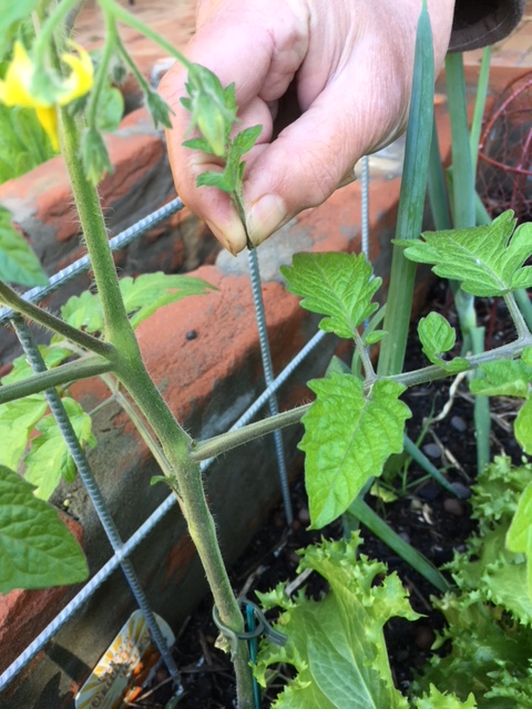 Blog 4 - pinching tomato shoots2