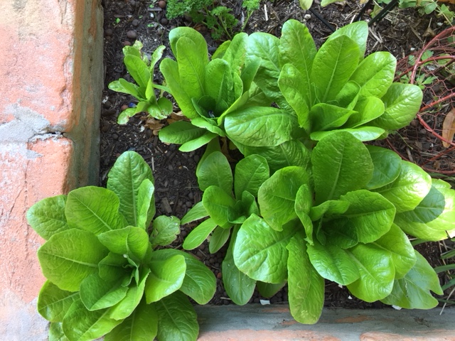 blog2 - lettuce