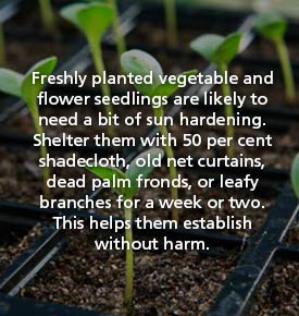 Handy-Hints-seedlings.jpg